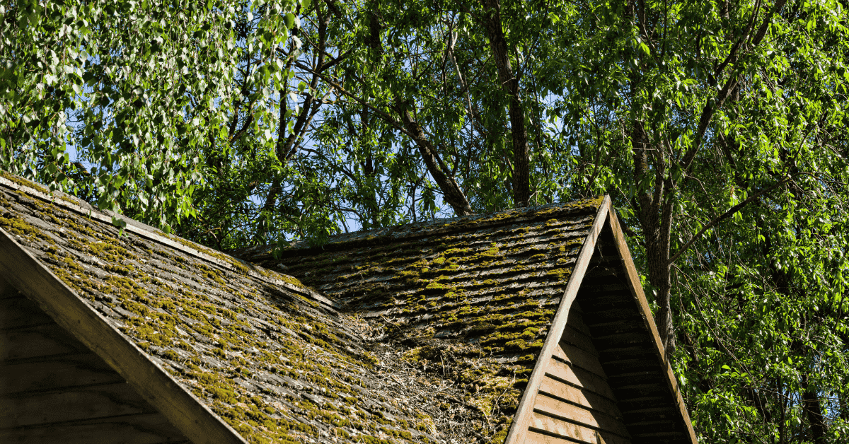 A moss-covered roof surrounded by green trees, illustrating roof aging and maintenance needs.