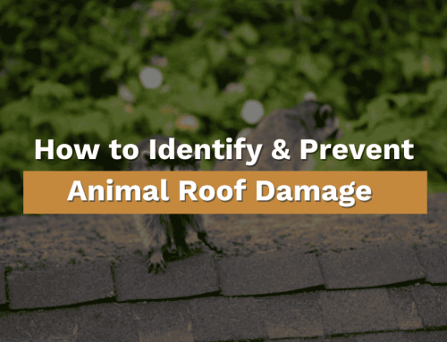 How to Identify and Prevent Animal Roof Damage