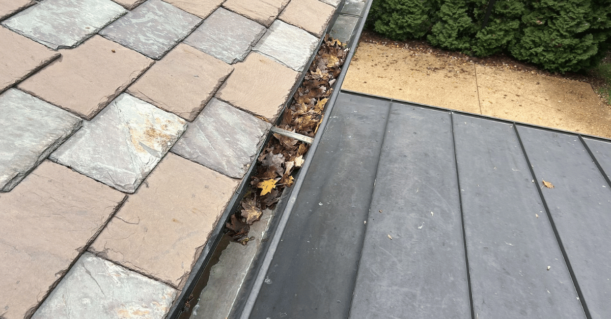 A gutter filled with leaves and debris on a sloped roof.