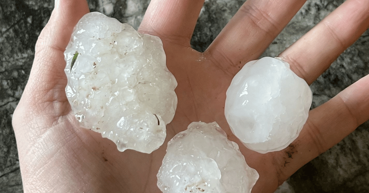 A hand holding three large hailstones, showcasing the size and potential damage hail can cause.