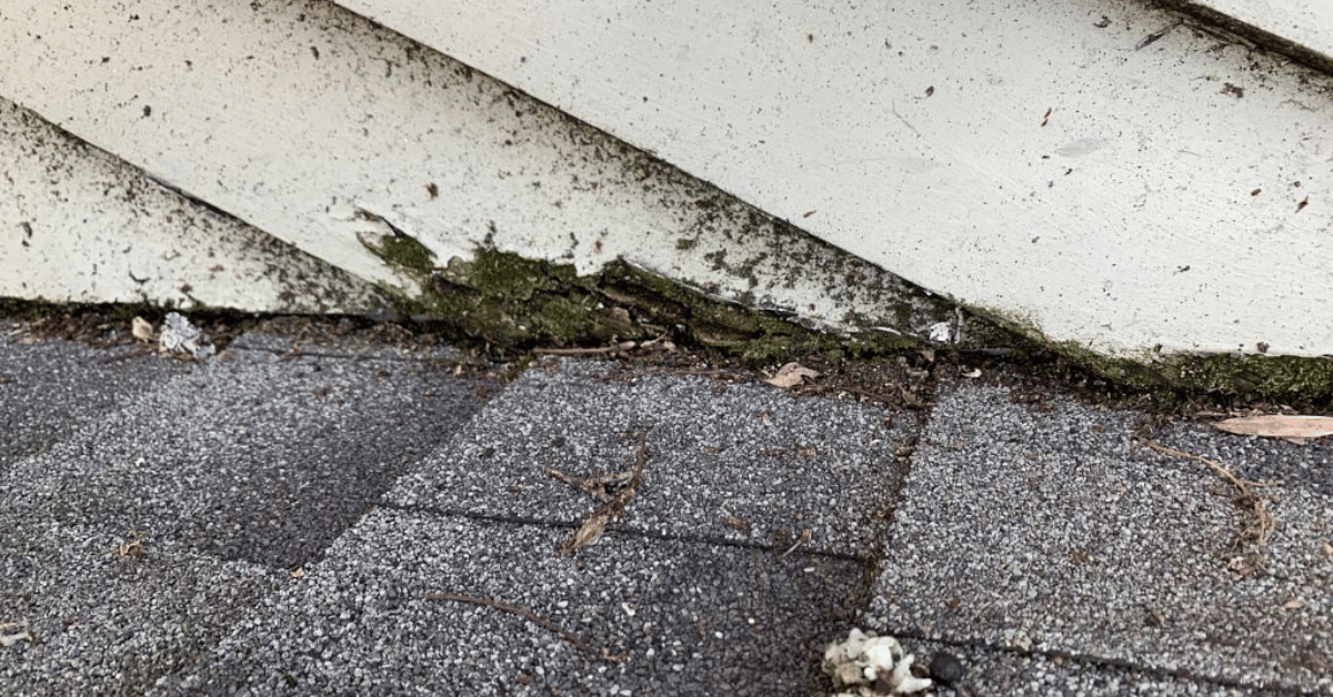 Rotting wood and moss growing at the edge of a roof near the siding.