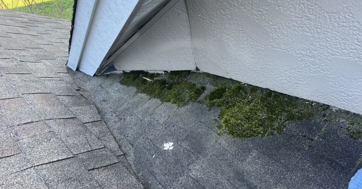 Green moss growing on a section of a shingled roof near a wall.