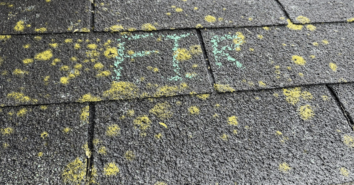 Moss and algae covering roof shingles, highlighting moisture retention issues and a need for proper ventilation and cleaning.