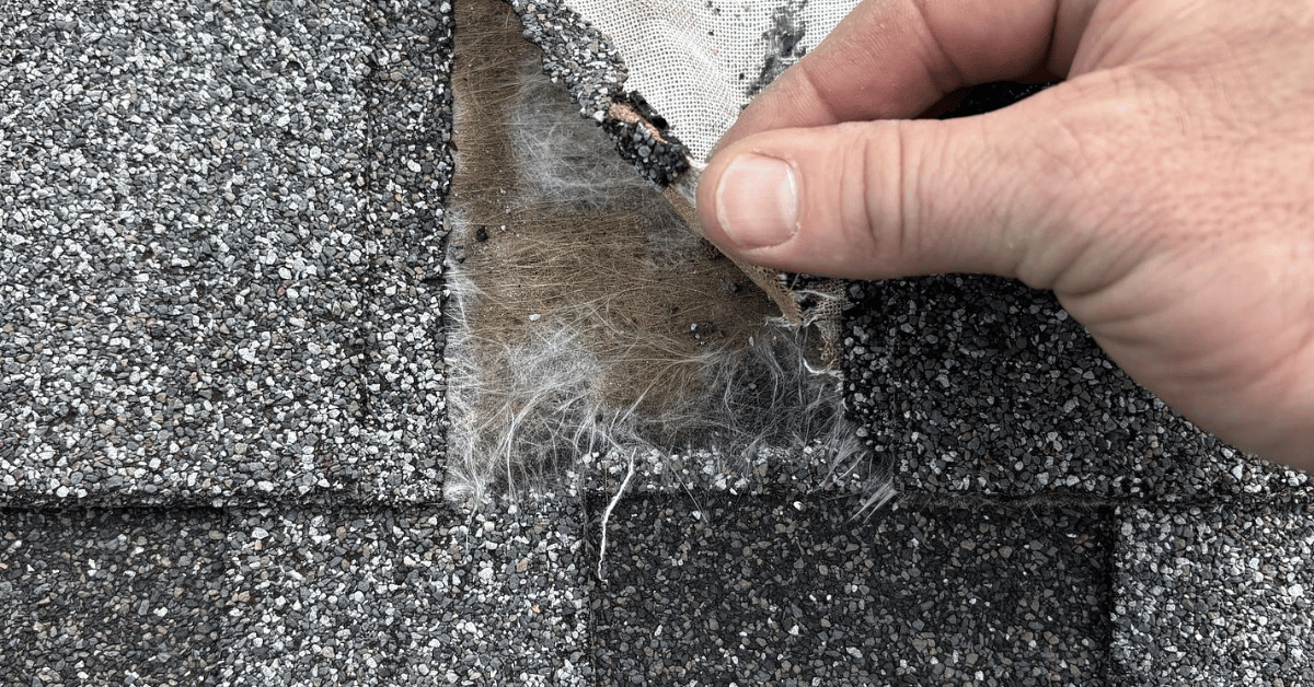 A close-up of old roofing shingles being peeled back to expose the deteriorated fiberglass mat, a result of installing new shingles over old ones.