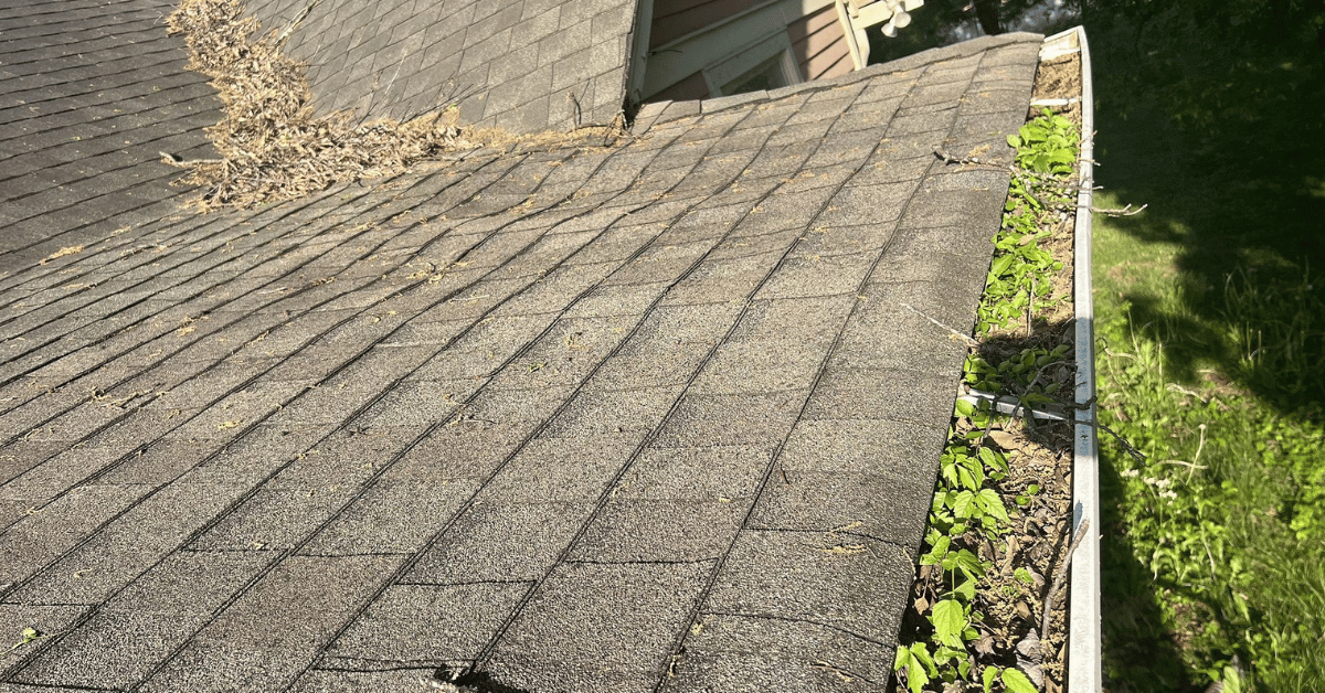 Shingles sagging under debris buildup with vegetation growing from clogged gutters, indicating poor drainage and potential roof damage.