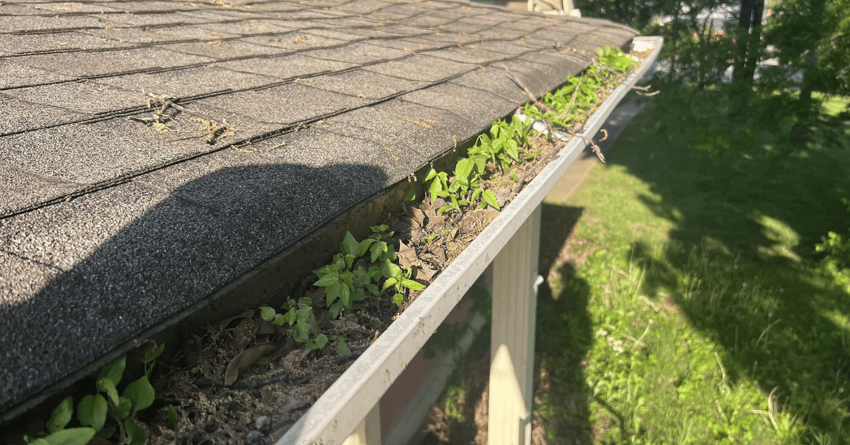 Weeds growing in roof gutters due to long-term neglect, highlighting the importance of regular gutter cleaning for roof health.