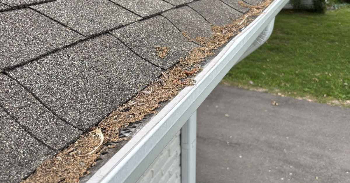 A gutter filled with pine needles and leaves, highlighting the need for regular cleaning to avoid water overflow and roof damage.