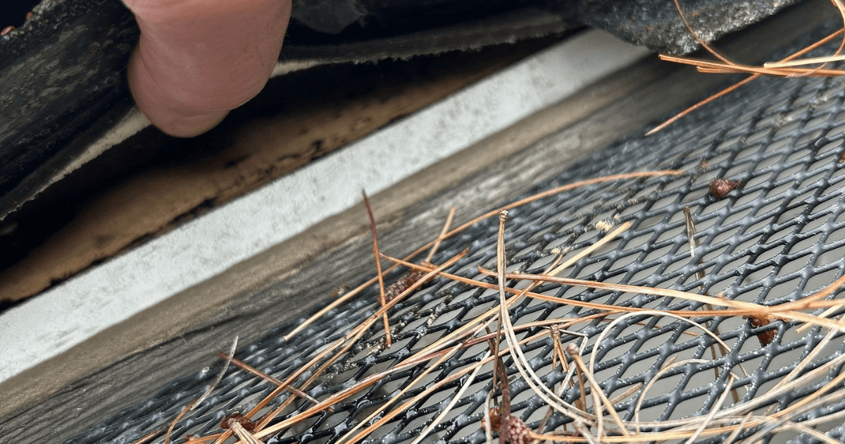 Inspector lifting a shingle to reveal pine needle debris trapped in a ridge vent screen during a roof inspection